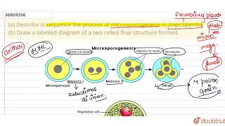 a Describe is sequence the process of microsporogenesis in angiosperms b Draw a labelled [upl. by Iphigeniah]