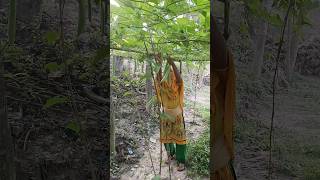 The woman is cutting the Luffa aegyptiaca women shorts [upl. by Herbie723]