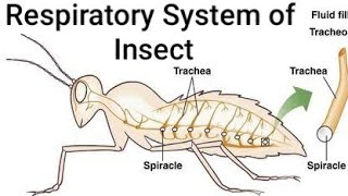 Respiratory System of Insect ।। Tracheae Tracheoles Spiracles Taenidia [upl. by Granny]