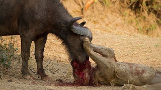 Buffalo Fight Extremely Strongly To Save His Life  Lion vs Buffalo  Wild Animals Fight [upl. by Basso]