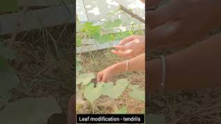 shorts plant morphology  class11 neetpreparation biology neet 2025 [upl. by Bernat]