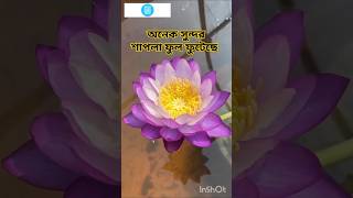 বেগুনি শাপলা Purple Lily A Burst of Floral Beauty nature flowers trending shorts video [upl. by Ahsinyd432]