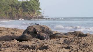 Leatherback turtle Dermochelys coriacea digging a nest Trinidad West Indies [upl. by Noived515]