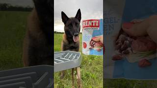 I feed my dog outdoors🏕️ malinois outdoors crafting dogfood belgianmalinois feedingdogs [upl. by Cenac]