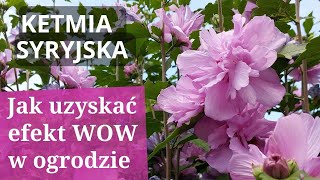 KETMIA SYRYJSKA HIBISCUS mój sposób na bujne i długie kwitnienie bajecznych krzewów HIBISCUSA [upl. by Nevada]