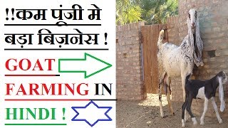 कम पूंजी में बड़ा बिज़नेस  गरीबी को दूर करने का सुनहरा मौका  GOAT FARMING IN HINDI  BEETAL BAKRI [upl. by Barcellona]