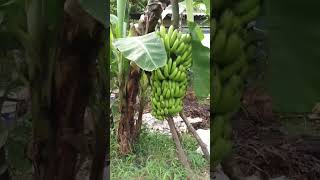 Cavendish banana cultivation compost nature garden [upl. by Tneciv684]