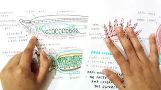 Digestive amp Respiratory system of Branchiostoma part1 [upl. by Serolod]