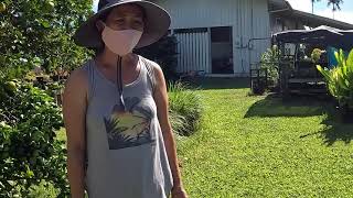 Going to Buy Fruit Trees from Jeannette Aciertos GreenThumb Nursery Kurtistown Big Island of Hawaii [upl. by Herb]