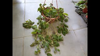 How to Grow amp Cultivate Flame Violet  Episcia Cupreata [upl. by Shannan]