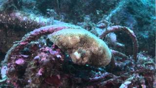 Diving in the Mediterranean Sea Marine Reserve of Martinhal Portugal [upl. by Leksehcey]