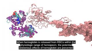 Haptoglobin [upl. by Attennek]