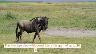 The Blue Wildebeest 5 Facts You Won’t Believe [upl. by Ahseet]