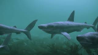 Basking shark group behaviour video [upl. by Waldemar571]