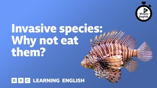 Invasive species Why not eat them ⏲️ 6 Minute English [upl. by Ahsa]