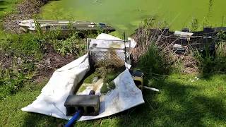 Duckweed removal Vid1 [upl. by Selinski176]