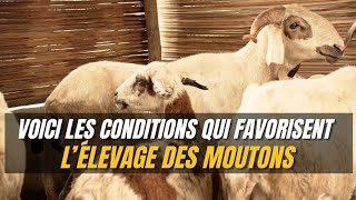 Voici Comment rendre facile lélevage des Moutons [upl. by Kenelm]