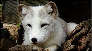 Vulpes lagopus  Linnaeus 1758  Canidae  Renard arctique  France  082019 [upl. by Ruthanne]