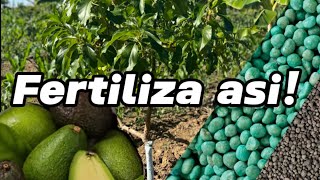 Como fertilizar el arbol de Aguacate 🥑 Cultivo de Palto [upl. by Fai]