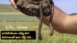 141వానపాములుHow to grow earthworms in gardenHow to improve earthworms in gardenEarthworms [upl. by Oam]