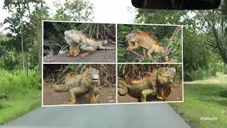 Leguane in Costa Rica Echse Grüner Leguan Drachen iguanas dangerous Schwarz Leguan Helmbasilisk Tier [upl. by Prudy]