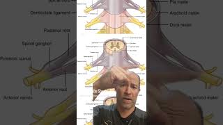 How your posture can affect your spinal cord Get your adjustment and posture corrected [upl. by Waller]