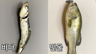 바다 물고기와 민물고기는 내부가 다를까 [upl. by Bank897]