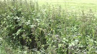 Brennessel  Stinging nettle in HD [upl. by Eninahpets]