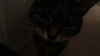 My deaf cat doesnt realise how loud she is [upl. by Nimesh392]