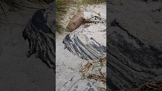 Menschenleerer Strand mit rauher Ostsee  Neuendorf auf der Insel Hiddensee  28102024 travel 1k [upl. by Nalliuq]