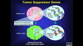 Tumour suppressor genes relation to cancer RB gene TGF beta P53 gene and Beta catenin [upl. by Windsor]