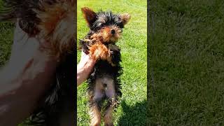 Yorkshire Terrier puppies in the Baltics [upl. by Nolra]