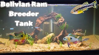 Bolivian Ram 40 Gallon Breeder Tank [upl. by Dix185]