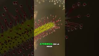 DROSERA INCREIBLE PLANTA CARNIVORA🪻😱 curiosidades plantas plants drosera youtube shorts [upl. by Coke301]