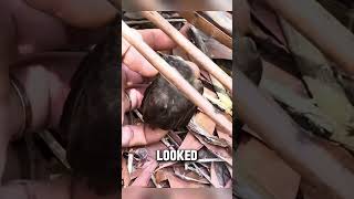 Rescuing a Baby Bird A New Friendship Begins animals [upl. by Culosio]