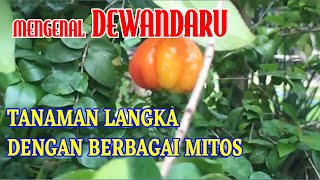 DEWANDARU TANAMAN BANYAK MITOS YANG BERKHASIAT [upl. by Prue789]