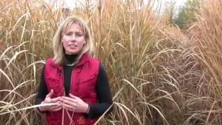 Growing Miscanthus A Crop With Potential Part 1 [upl. by Theron]