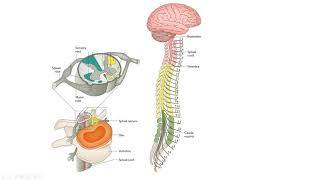 Dermatomes and Myotomes [upl. by Maurits]