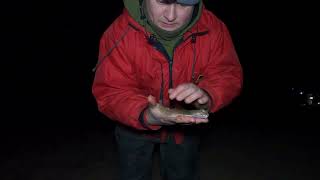 Catching spurdog and cod on a wexford beach in Ireland [upl. by Fogel]