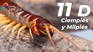 11 Datos interesantes sobre los miriápodos CiempiésMilpiés [upl. by Claus]