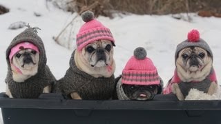 Cutest Pugs Snow Sledding Party [upl. by Eelasor44]