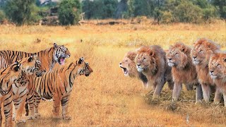 When Tigers And Lions Face Each Other [upl. by Froma]