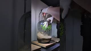 Terrarium part 168 terrarium aquascape aquarium trending plants decor [upl. by Davey]