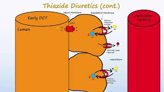 Diuretics  Part 2  Loops Thiazides K Sparing and ADH antagonists [upl. by Casteel]