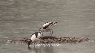 Avocets Recurvirostra avosetta  From mating to new life [upl. by Amice]