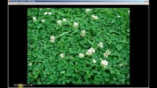 Trifolium repens  White Clover Pt 1 of 2 [upl. by Avla]