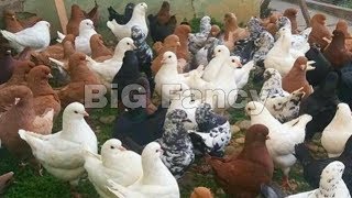 king pigeon breeders  fancy pigeon [upl. by Olly]