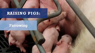 Raising Pigs 1 Farrowing [upl. by Islehc]