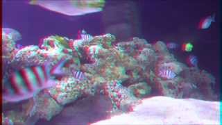 Aquarium 1080p 3D Pseudo Anaglyphe [upl. by Ajar]