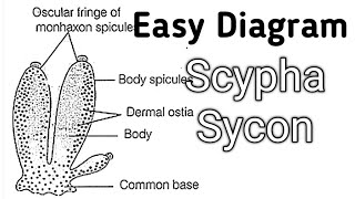 How to Draw and Label Scypha Sycon Diagram Drawing Class 12 Bio Scypha labeled Diagram [upl. by Friday]